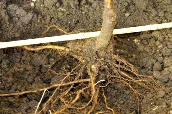raíces de árbol