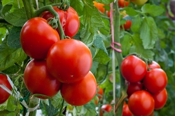 Tomaten gewachsen