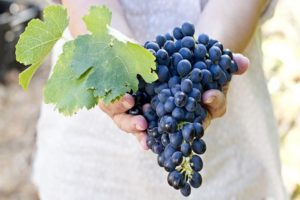Ko var un ko nevar stādīt blakus vīnogām, augu saderība