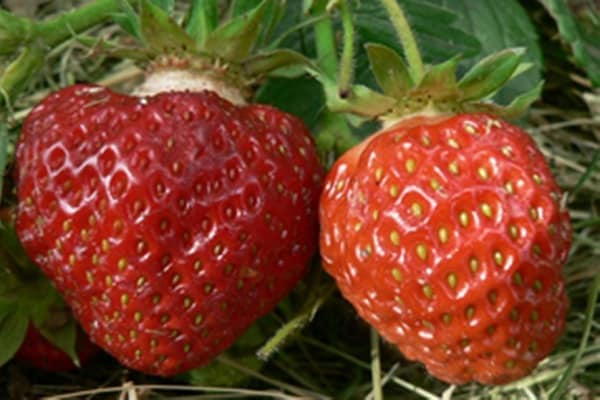 Erdbeeren in Reihen
