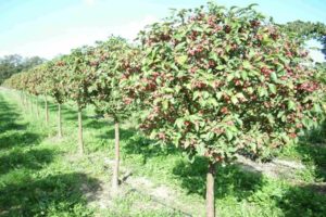 Was kann unter einem Apfelbaum im Garten neben Blumen, Bäumen und Beerenbüschen gepflanzt werden