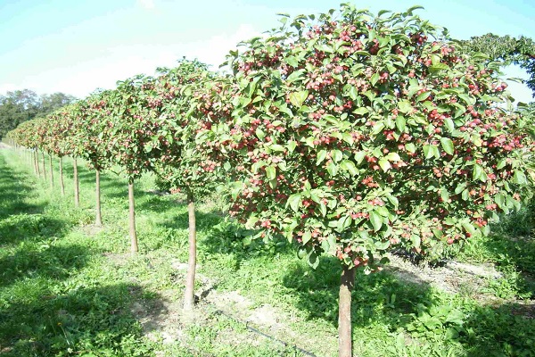 listoví jabloní