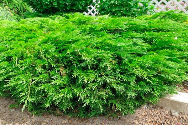 coniferous shrub