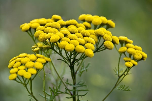 flors tansy