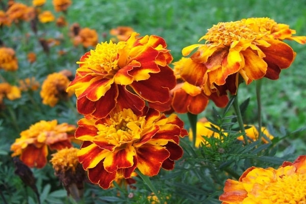 marigoldi cvjetaju