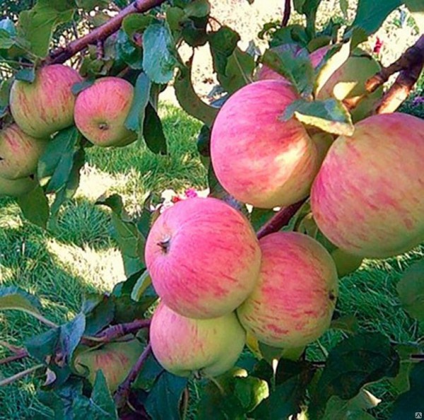 omenapuu