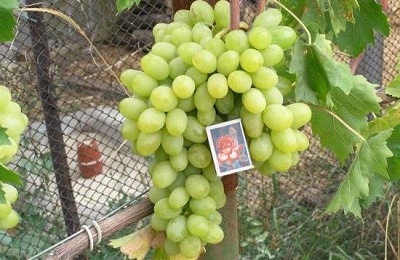 druiven cadeau aan Zaporizhia