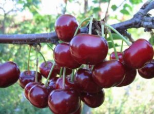 Descripción de la variedad de cereza Shy y características de las reglas de fructificación y crecimiento.