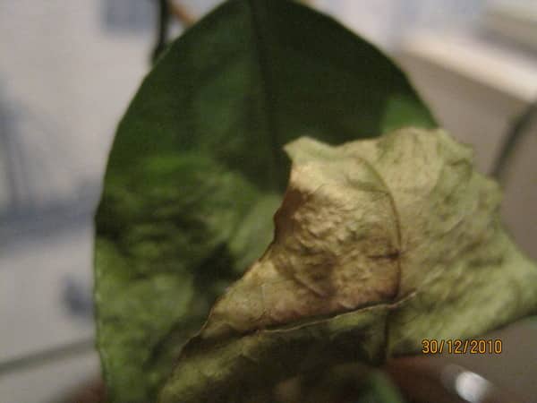 liście cytryny