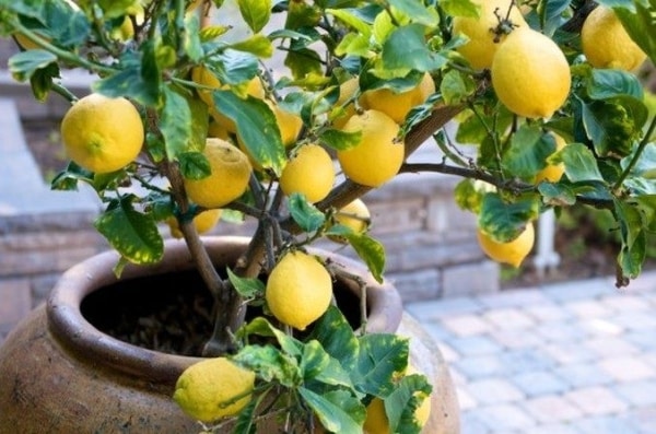 zelfgemaakte citroenen