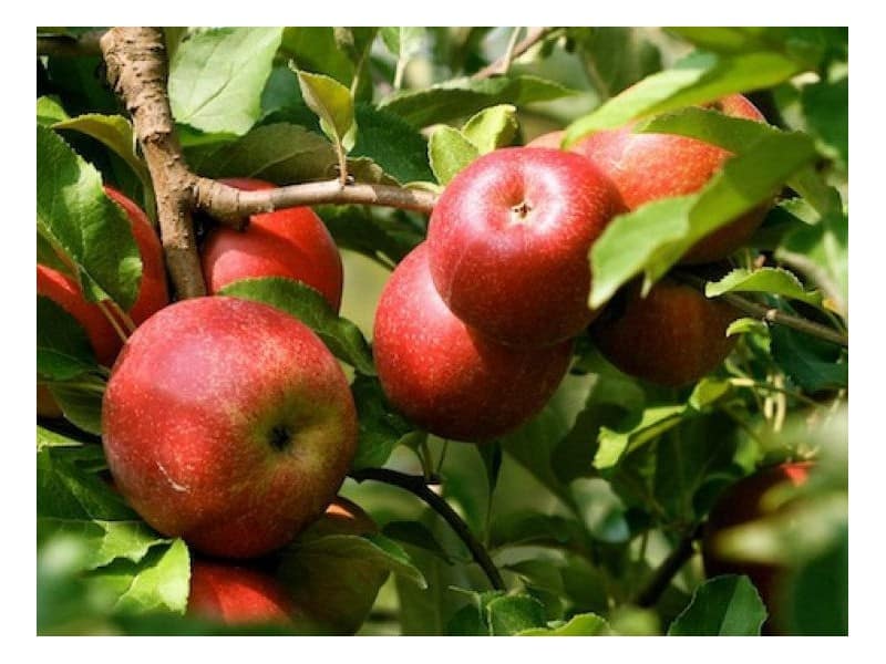 obelų gena