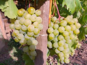 Descrizione e caratteristiche del vitigno Amicizia, regole di coltivazione e cura