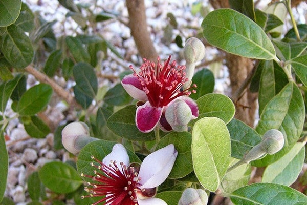 flowering shrub
