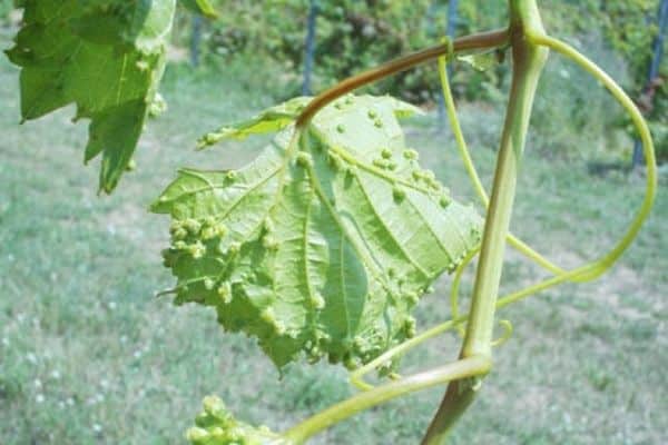 affected vine