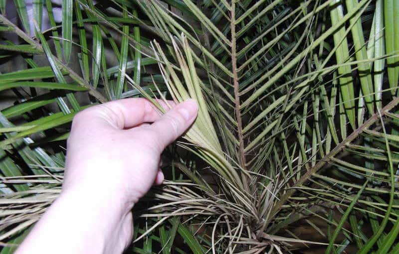 verdwijnende palmboom