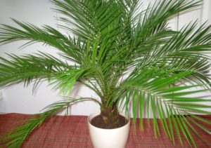 Uzgoj datulja palme iz kamena kod kuće i njege, prevencije bolesti