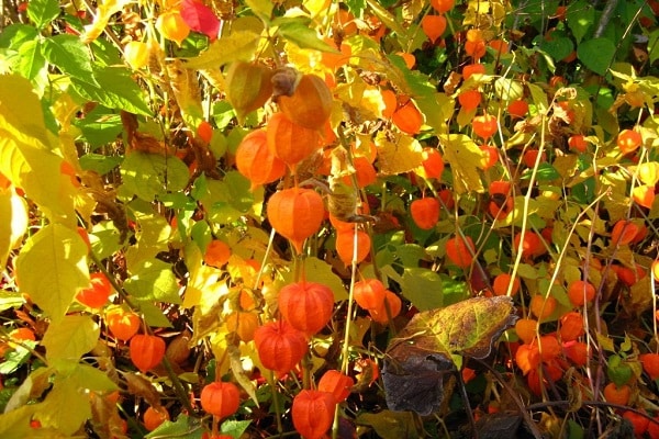 physalis features