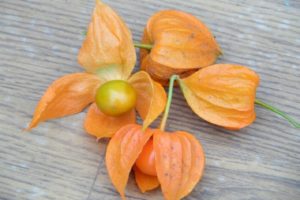 Planting and growing physalis in the open field, description of varieties and care of the plant