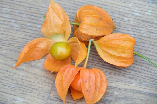 Planting and growing physalis in the open field, description of varieties and plant care