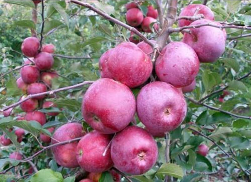 äppelträd starkrimson
