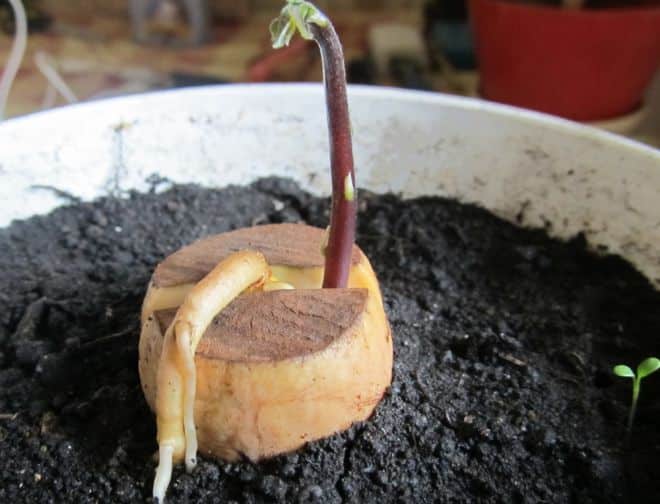 avocado in crescita