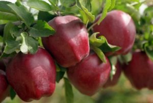คำอธิบายความหลากหลายของแอปเปิ้ล Starkrimson ลักษณะของสายพันธุ์และการกระจายพันธุ์ในภูมิภาค