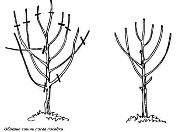 pruning cherries after planting