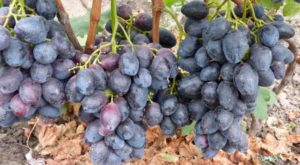 Furor vīnogu apraksts un audzēšana, plusi un mīnusi, kā arī īpašības