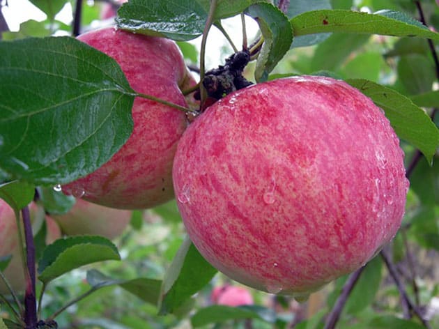 stablo jabuke na grani