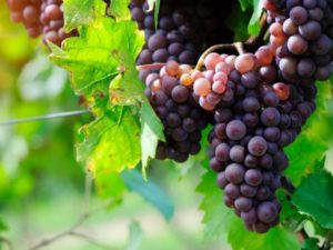 Descripción de la variedad de uva española Garnacha y características de cultivo y cuidado