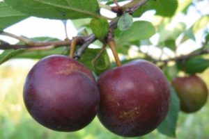 Opis hibrida šljive i trešnje Omskaya nochka, povijest i značajke uzgoja