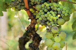 Co robić i jak unikać grochu winogronowego, przyczyny problemu i zapobieganie
