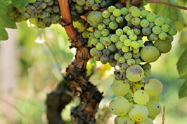 uvas de guisante
