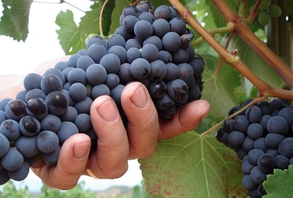 winogrona do zbioru winogron garnacha