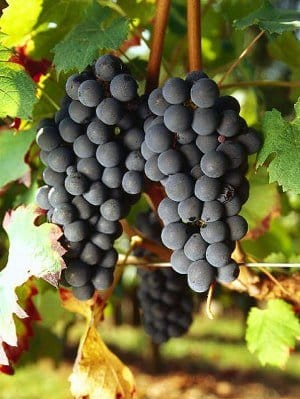 carmenere vynuogės