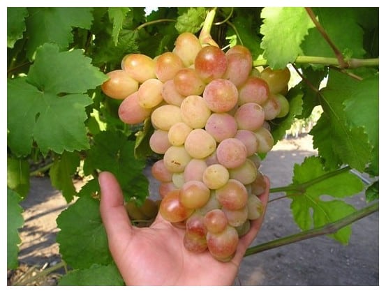winogrona białe cud
