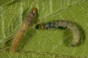 Methods of dealing with grape leafworm on grapes with chemical and folk remedies