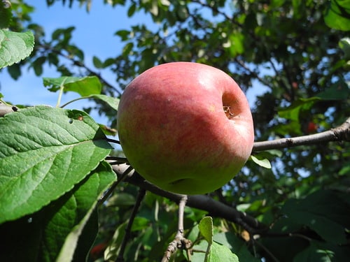 elma ağacı temmuz chernenko