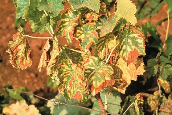 Hogyan kezelhető a szőlőből származó klorózis vas vitriollal, mit kell tenni és hogyan kell feldolgozni?