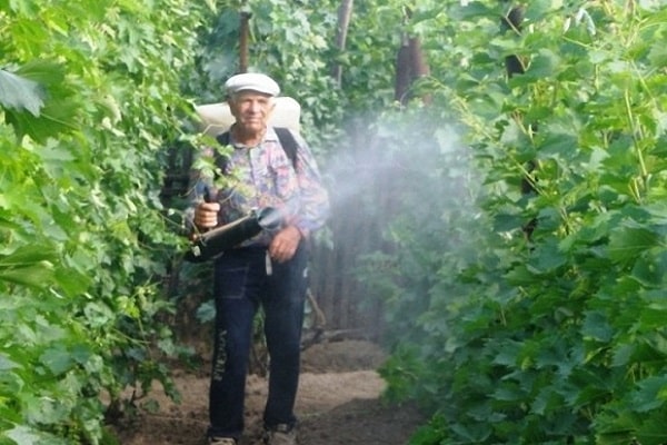 spraying grapes