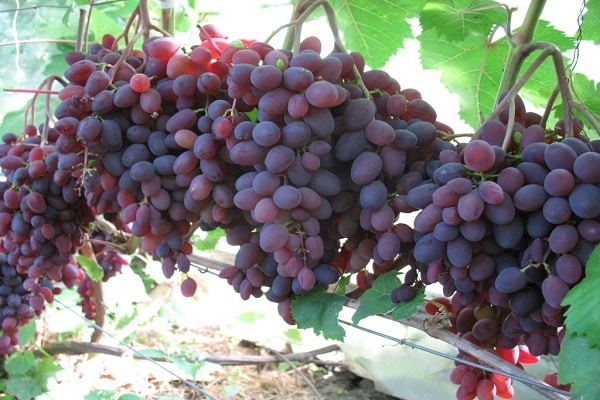 Zaporozhye raisins