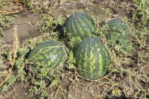 Beschreibung der Wassermelonensorte Kholodok und Merkmale ihres Anbaus, ihrer Sammlung und Lagerung von Pflanzen