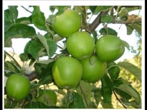 Beschrijving en kenmerken van vruchtdragende variëteiten van appelbomen Granny Smith, teelt en verzorging