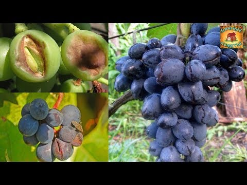 repedezett szőlő
