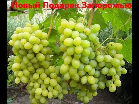 szőlő ajándék Zaporizhia-nak
