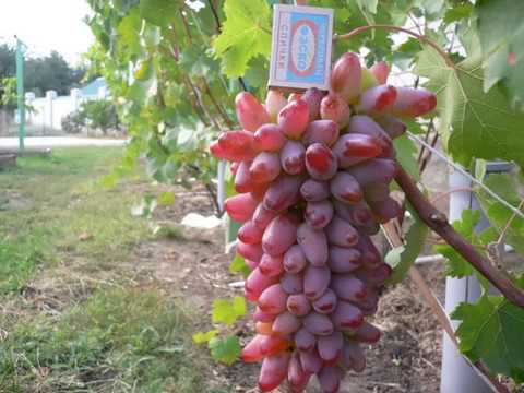 originele druiven