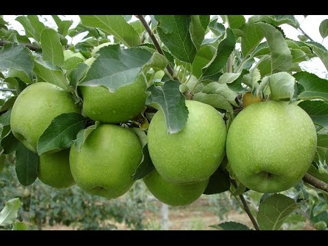 äpple farmor smith