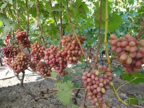 gurmansko grožđe