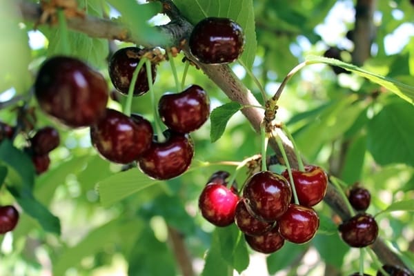 branch himala ng cherry