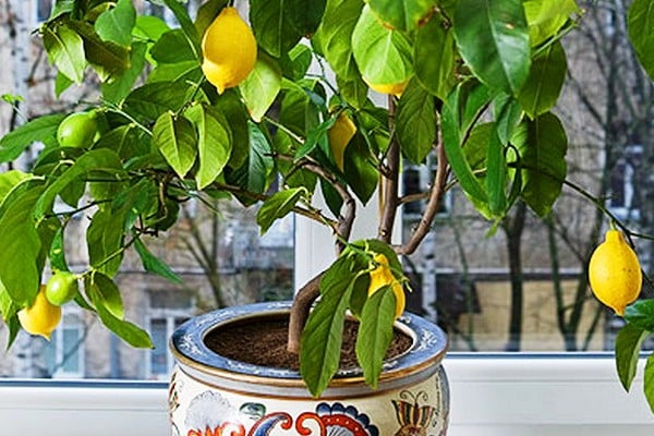 Sådan dyrker du citron fra frø derhjemme